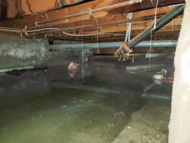 Best Mold removal after water damage  in Palmer, TX