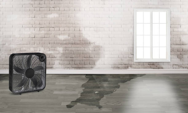 Best Professional water damage repair  in Palmer, TX